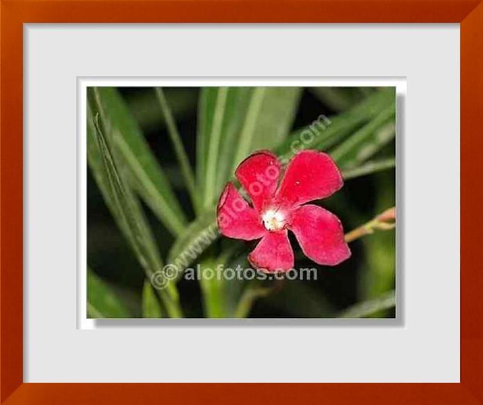 fotos de Nerium oleander