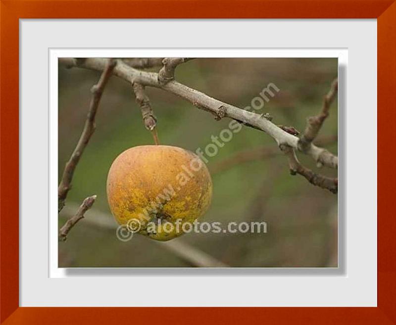 fotos de manzanas