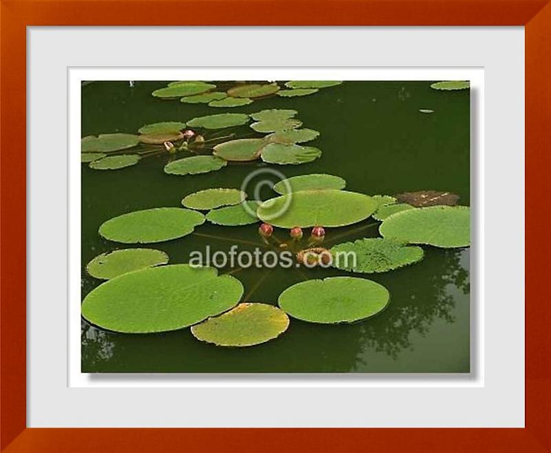 fotos de plantas acuaticas