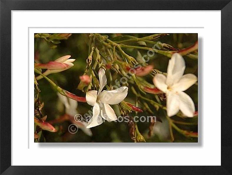 Jasminum officinalis