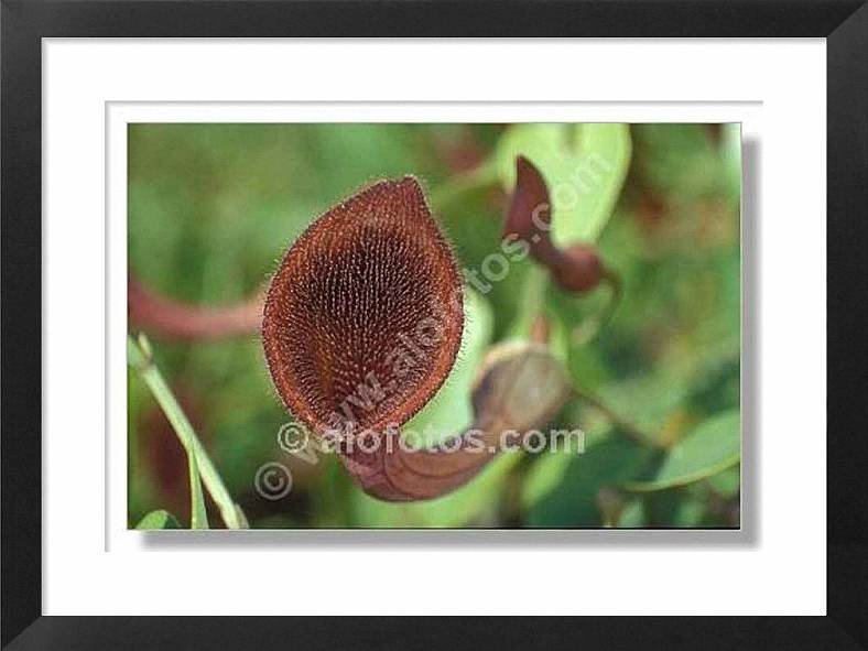 Aristolochia baetica, aristoloquia