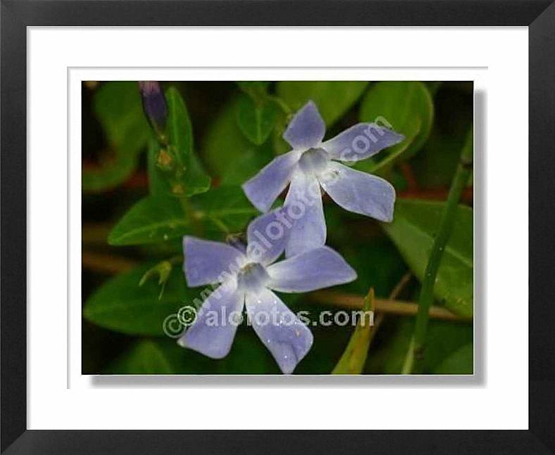 plantas medicinales, Vinca difformis