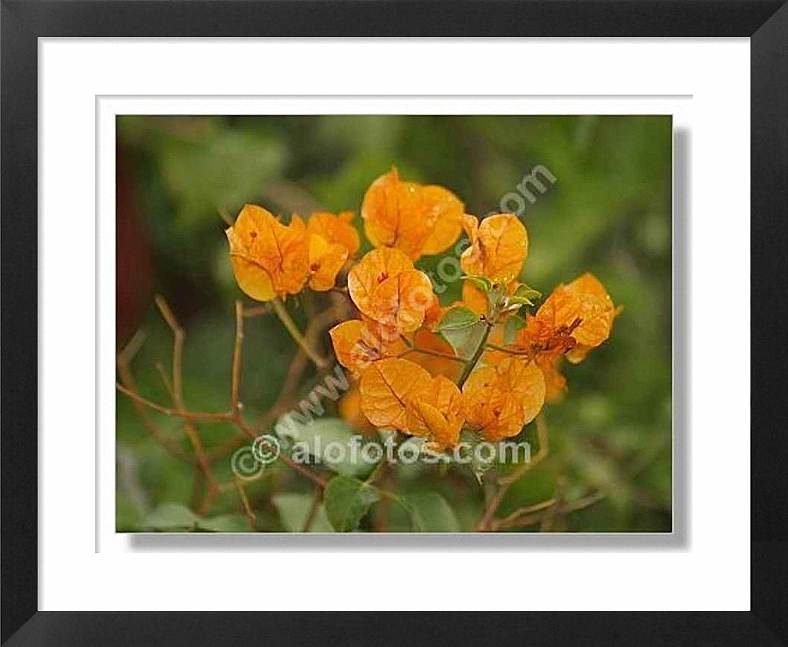 buganvilla, Bougainvillea spectabilis