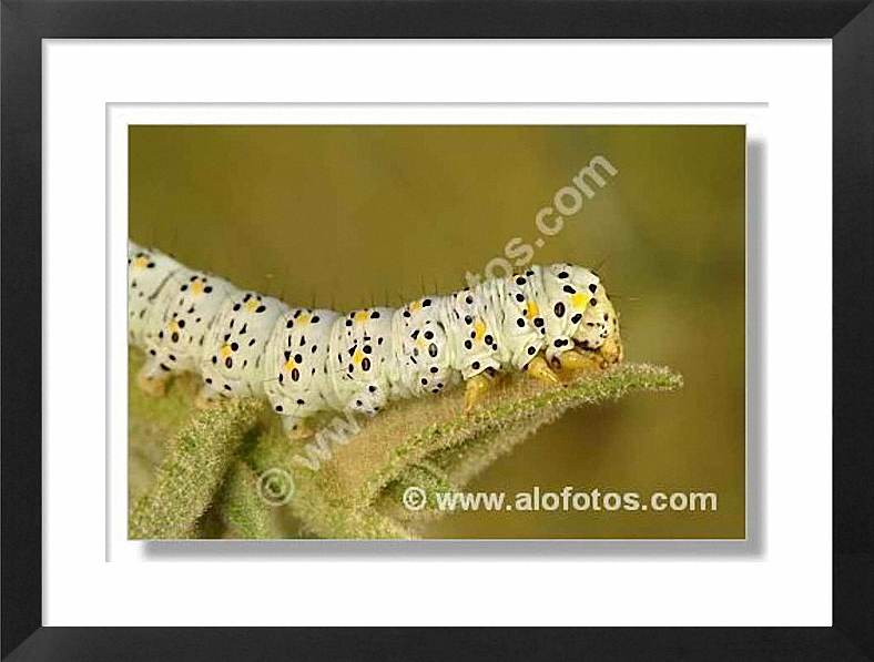 lepidoptero, larva