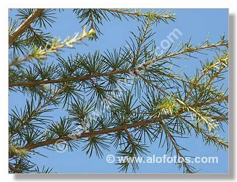 Arbol De Cedro